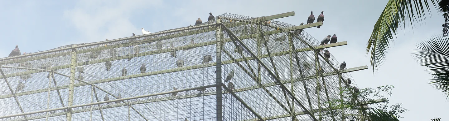 CareNClean pigeon & bird control in the UAE