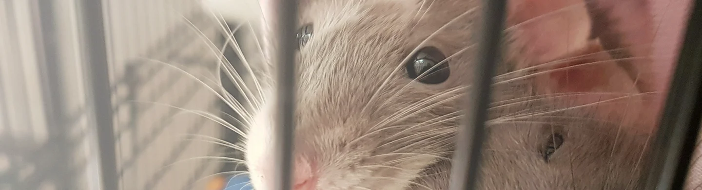 CareNClean rats & rodents control in the UAE